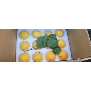 代縣望臺(tái)白水杏“杏”福來敲門5斤裝預(yù)售（支持郵寄）