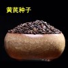 出售多年野生黃芪種子 新北芪黃芪種籽四季播種防風包郵