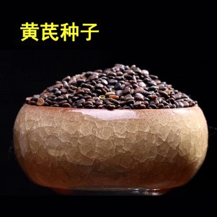 出售多年野生黃芪種子 新北芪黃芪種籽四季播種防風包郵