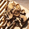 【雁門特產】野生山蘑菇雁門關特產80g